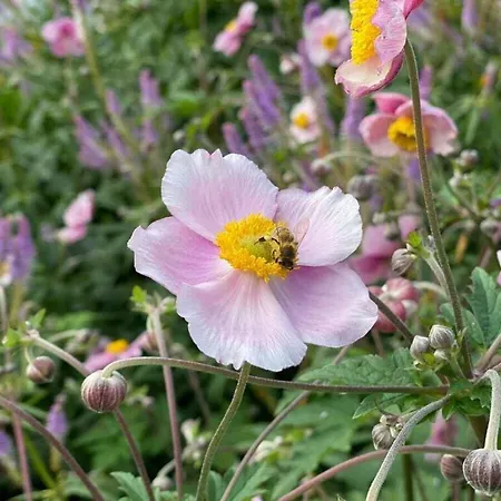 Art Nouveau Am דירה *