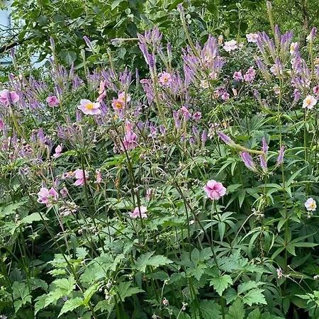 Art Nouveau Am אשברג